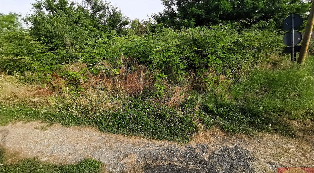 TERRENO SU STRADA