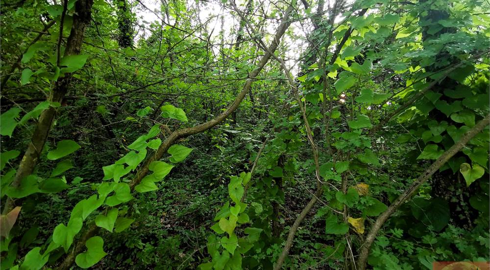 TERRENO SULLA COLLINA
