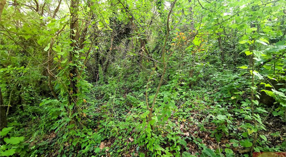 TERRENO SULLA COLLINA